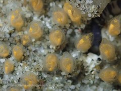 Pycnoclavella stanleyi