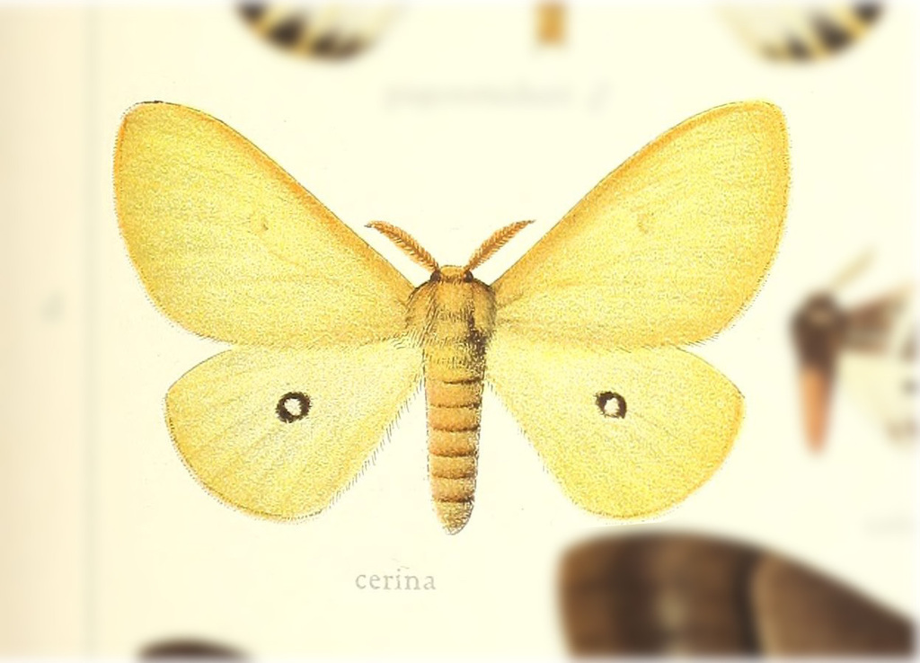 Eacles cerina