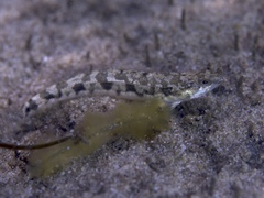 Pseudaphritis urvillii