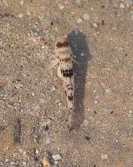 Yongeichthys nebulosus