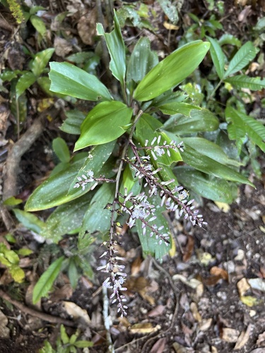 Cordyline murchisoniae, 2025-10-18