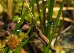 Ischnura capreolus