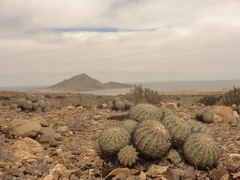 Copiapoa cinerascens