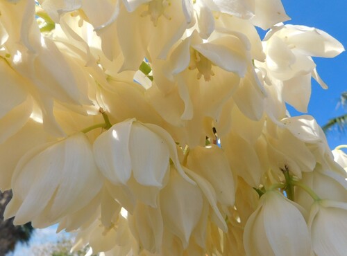 Yucca valida