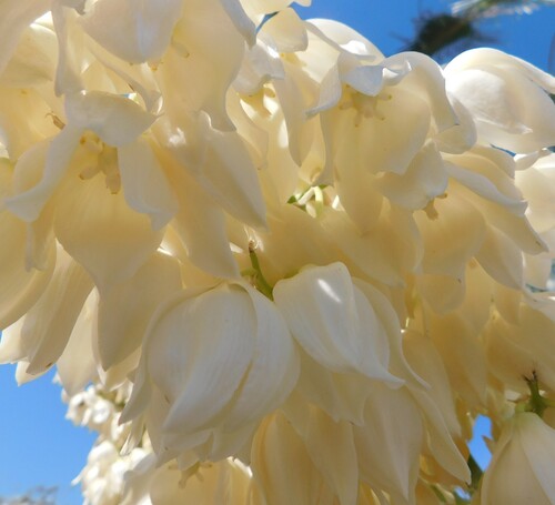 Yucca valida