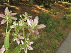 Sabatia brachiata