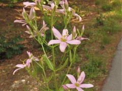 Sabatia brachiata
