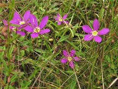 Sabatia arkansana
