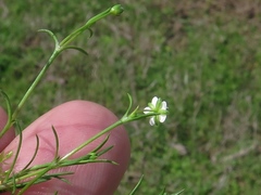 Sagina decumbens decumbens