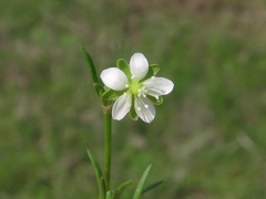 Sagina decumbens decumbens