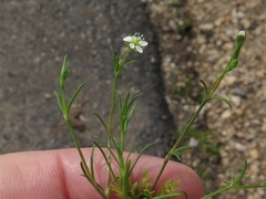 Sagina decumbens decumbens