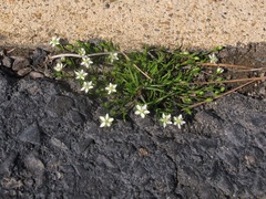 Sagina decumbens decumbens