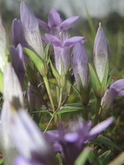 Gentianella aspera