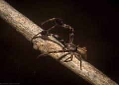 Stephanopis barbipes