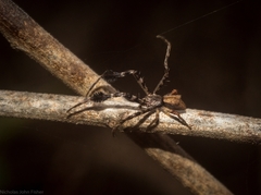 Stephanopis barbipes