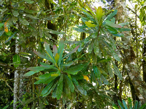 Queensland tree waratah (Alloxylon flammeum)