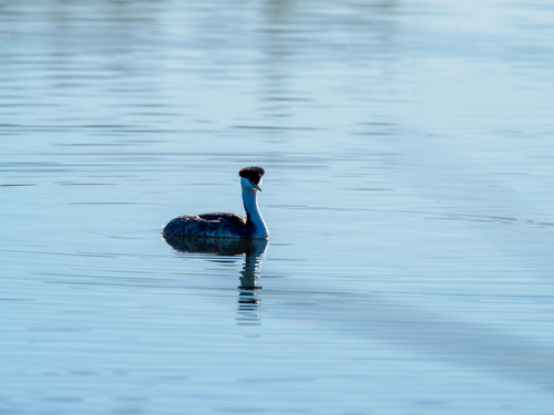 iNaturalist observation photo of Western and Clark's Grebes