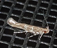 Anatrachyntis rileyi