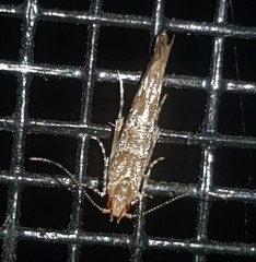 Anatrachyntis rileyi