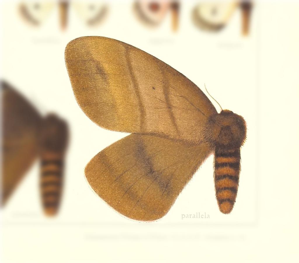 Periphoba parallela
