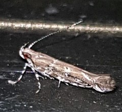 Anatrachyntis rileyi