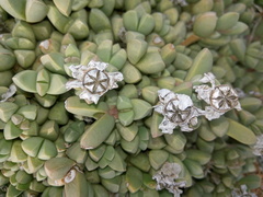 Corpuscularia