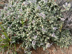 Corpuscularia