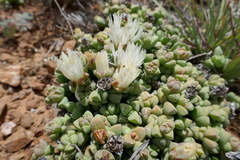 Corpuscularia