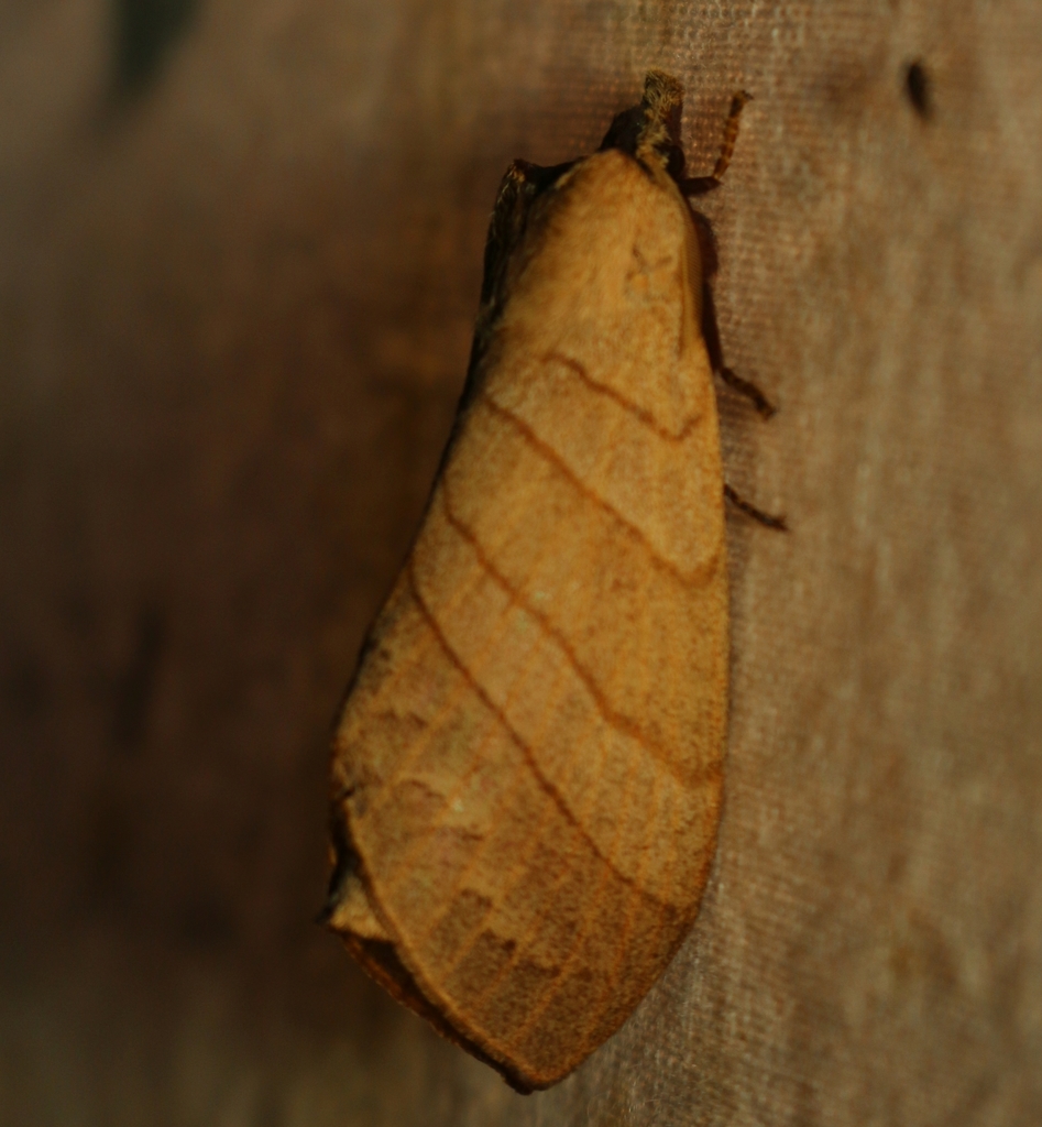 Metanastria capucina