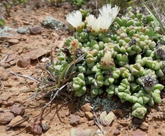 Corpuscularia