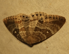 Cyclidia rectificata