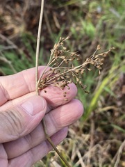Juncus effusus — photo 3