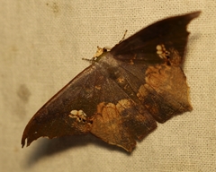 Timandromorpha energes