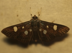Rhagoba octomaculalis
