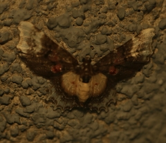 Macrohastina gemmifera