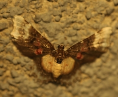 Macrohastina gemmifera