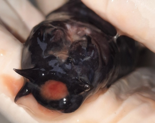 Chilean hagfish (Eptatretus polytrema) — Myxinidae — 2