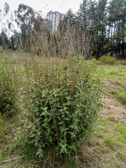 Aldama helianthoides