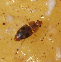 Epuraea ocularis