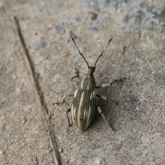 Cyphicerini