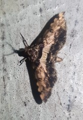 Nacoleia amphicedalis