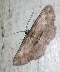 Syneora odontosticha