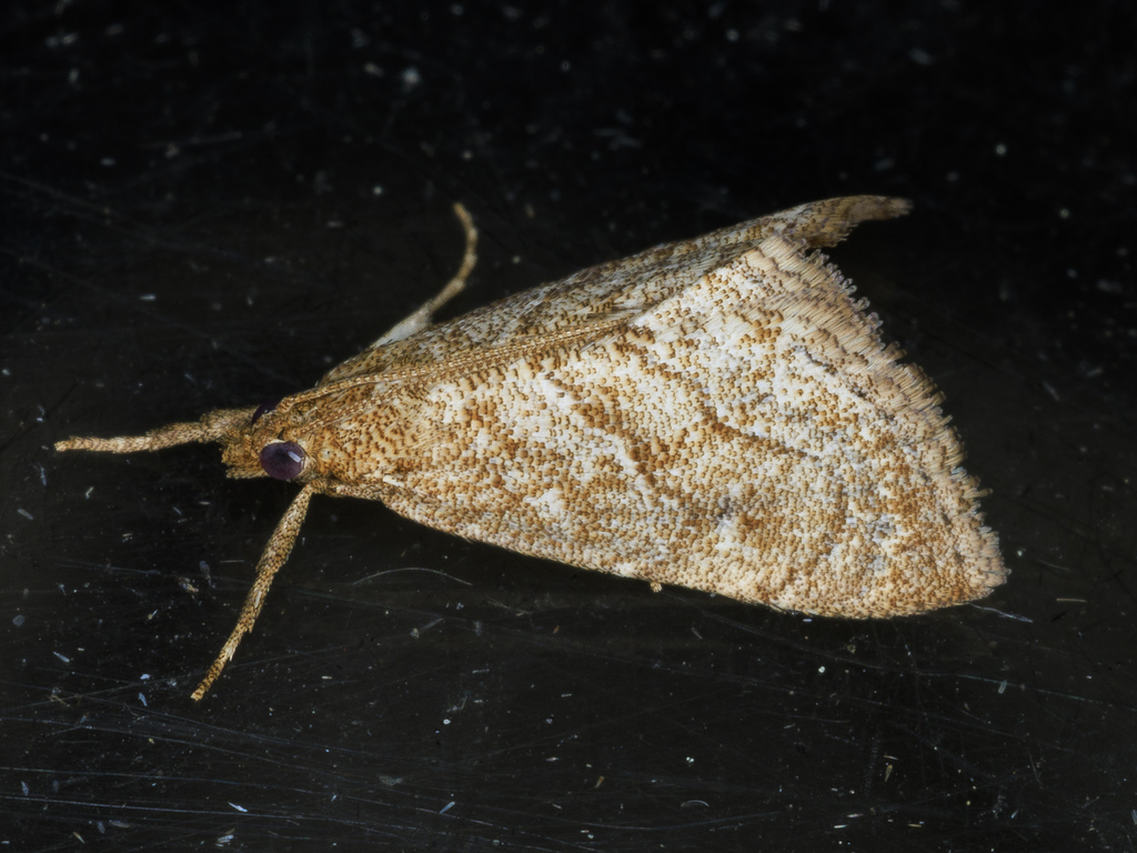 Paregesta californiensis