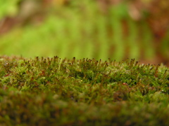 Crossocalyx hellerianus