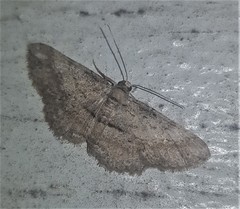 Syneora odontosticha