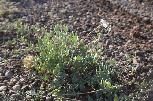 Angel's trumpets (Acleisanthes longiflora)