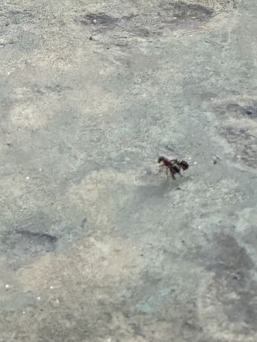 Unknown species found near Monroe County, US-GA, US