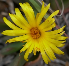 Glottiphyllum