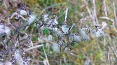 Notoseris melanantha