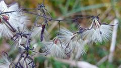 Notoseris melanantha